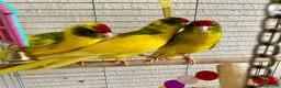 Parakeets birds for sale: 4 Hand Reared Baby Kakarikis  - Advert 3
