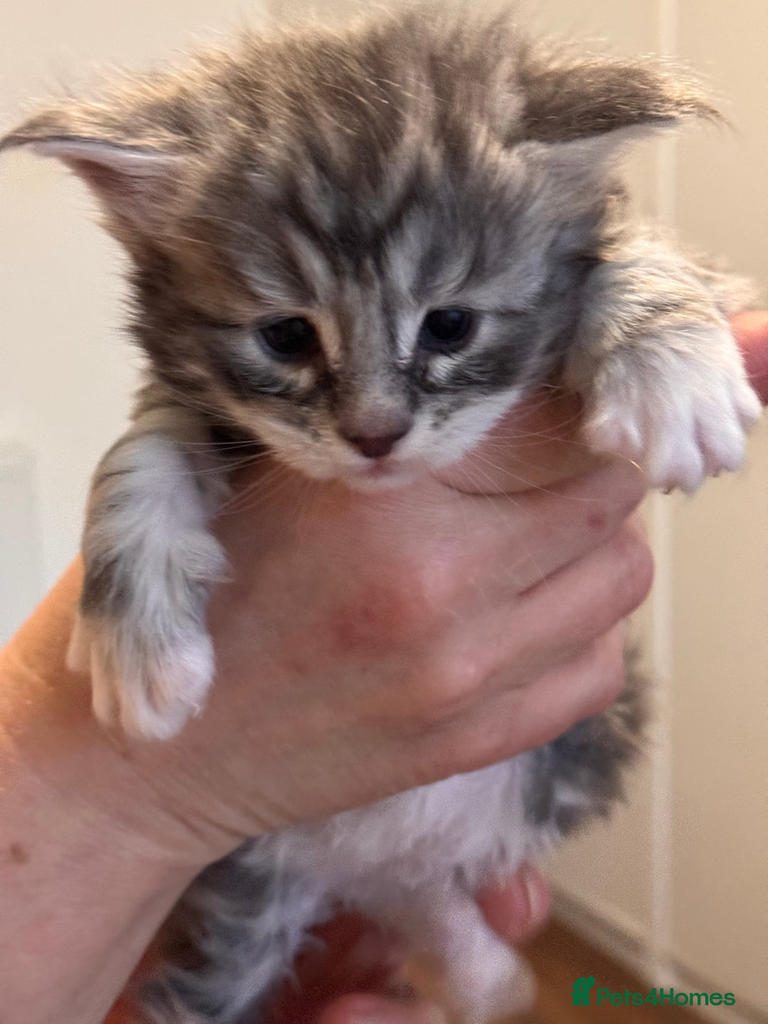 Maine Coon cats for sale: Gorgeous Shaded Line Maine Coon Kittens - Advert 1