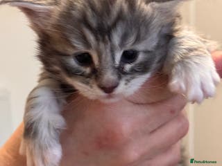 Maine Coon cats Gorgeous Shaded Line Maine Coon Kittens - Advert 6