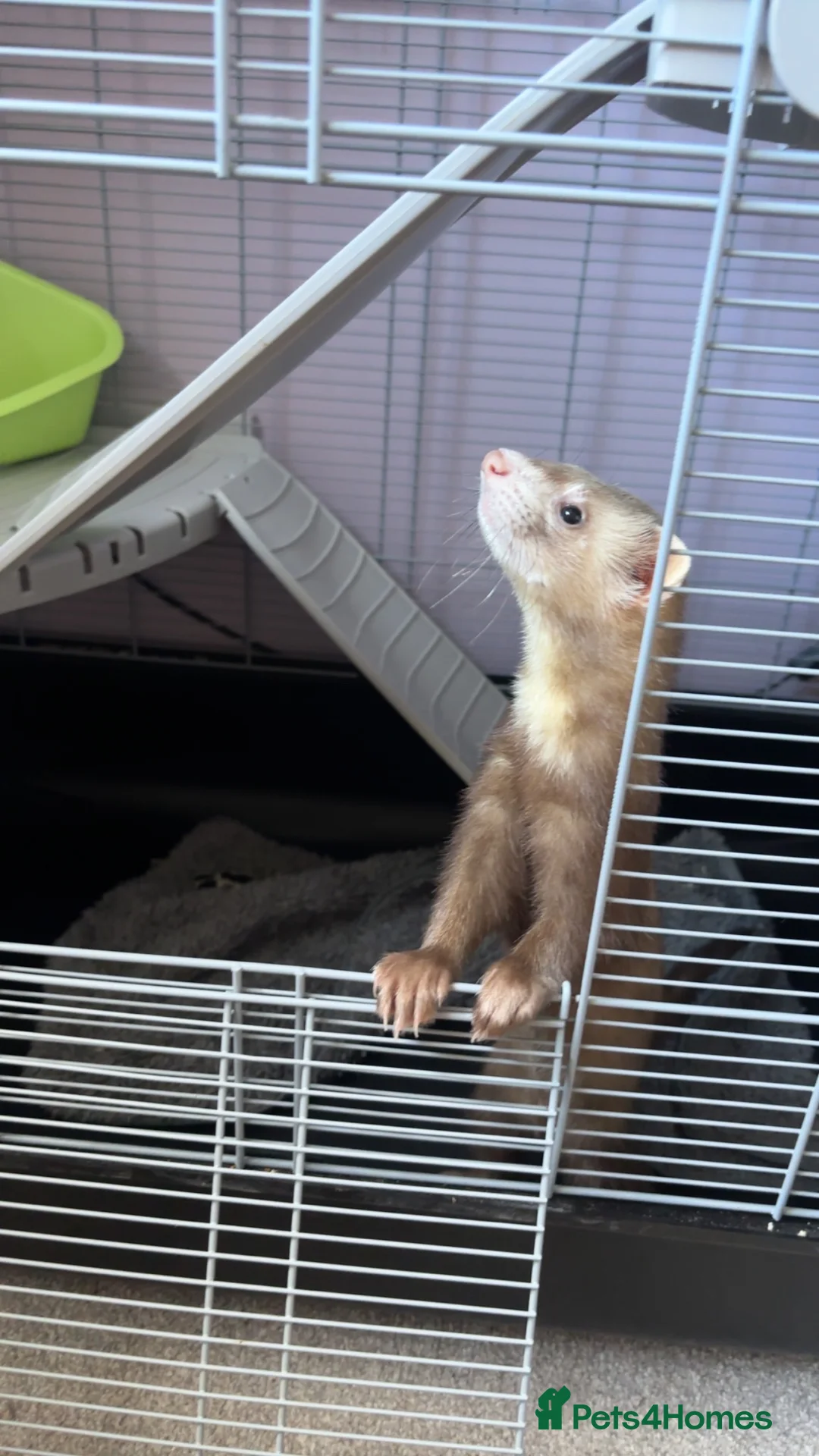 Ferret rodents for sale: ferret for sale under a year old. price negotiable - Advert 7