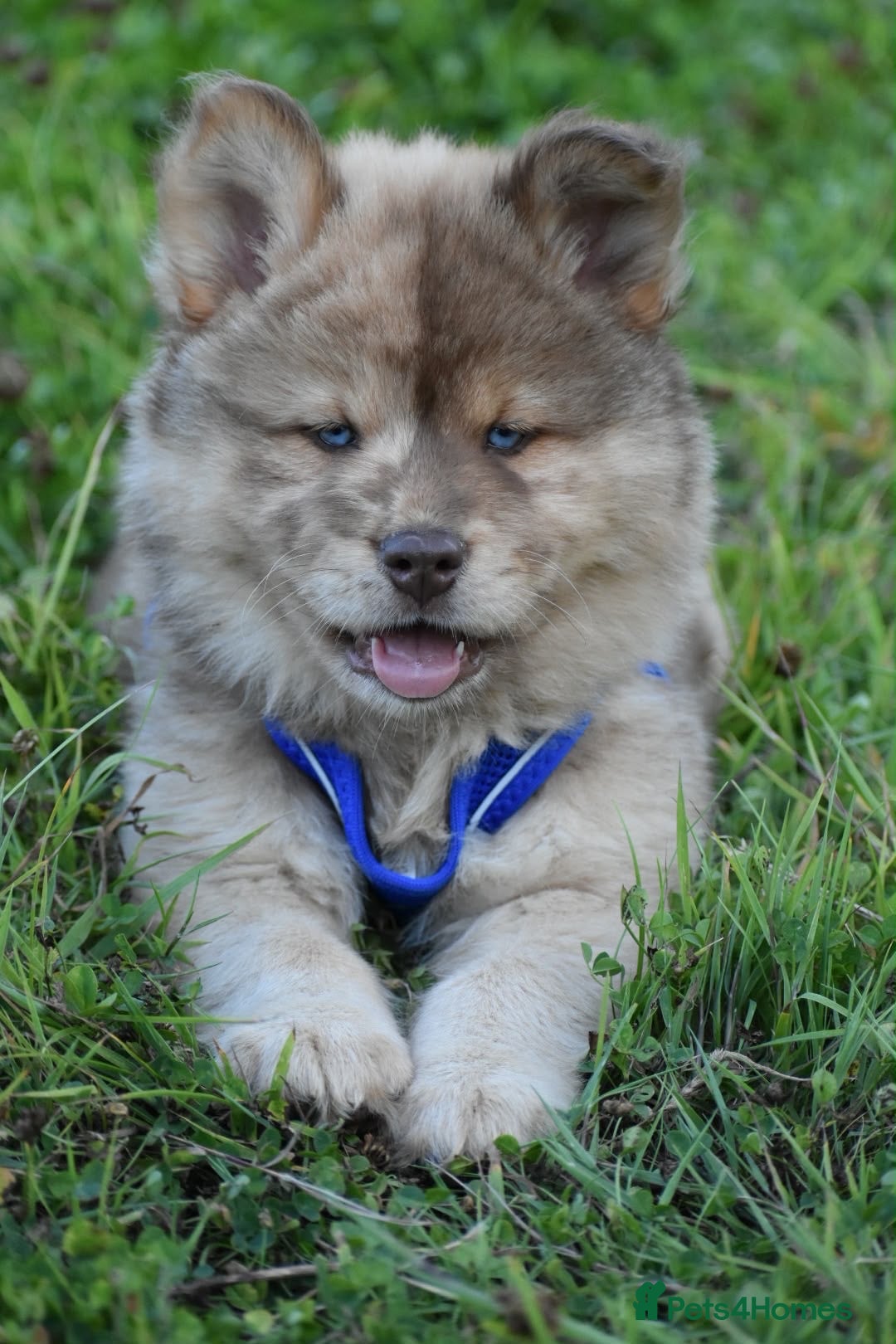 Chow Chow dogs Genuine chowski puppies  - Advert 1