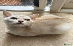 Asian cats for sale: GCCF reg Pedigree Kittens  - Image 6