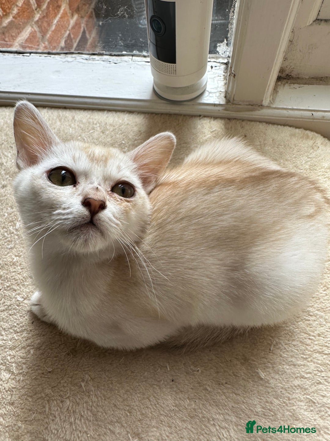 Asian cats for sale: GCCF reg Pedigree Kittens  - Image 6