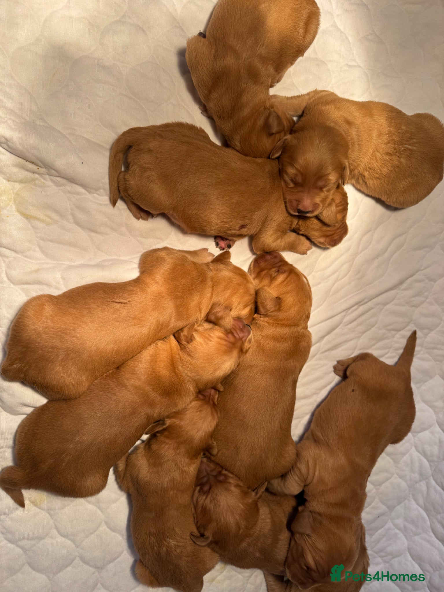 Golden Retriever dogs Something very special - Advert 2