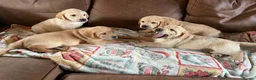 Goldador dogs for sale: F1 Goldador puppies - Advert 7