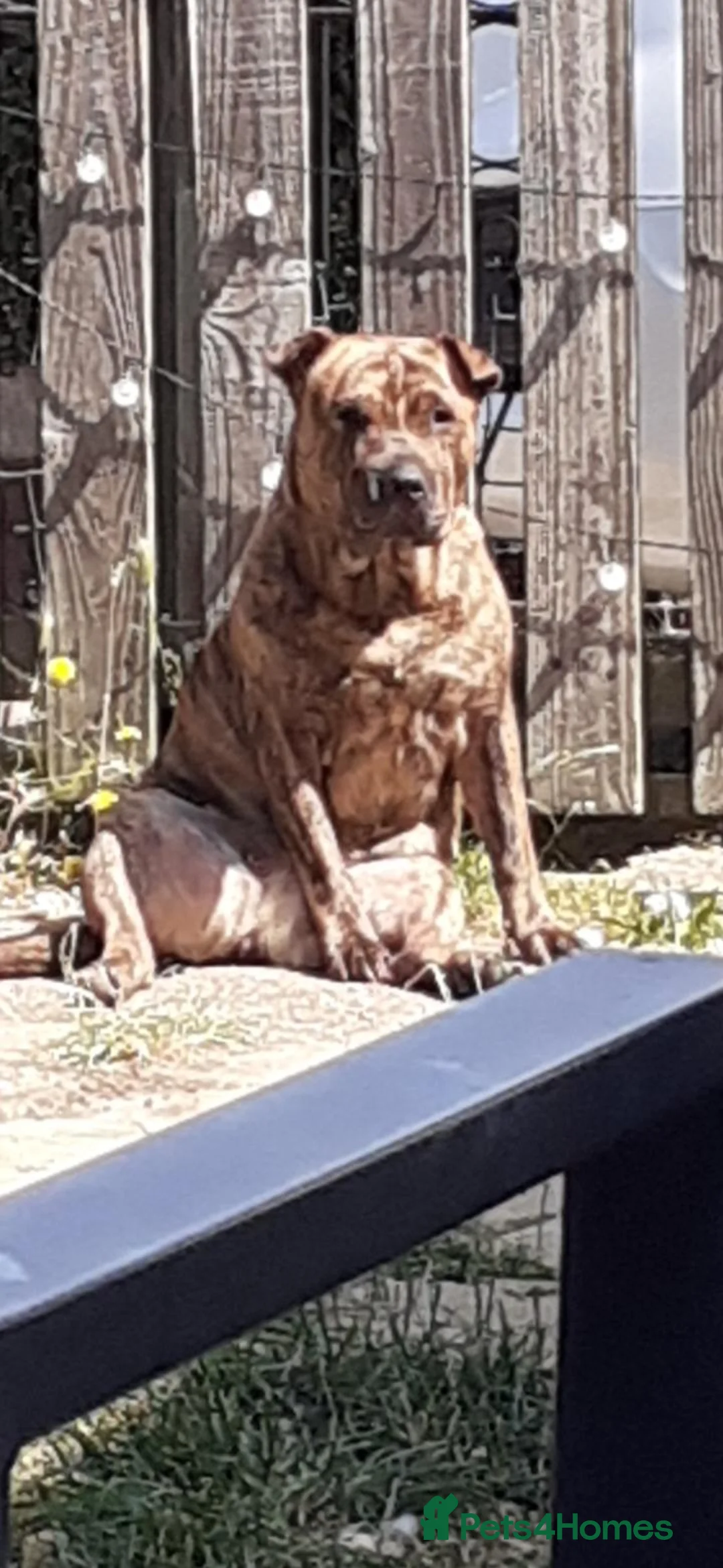 Mixed Breed dogs for sale: Sharpei Cross staffie puppies - Advert 10