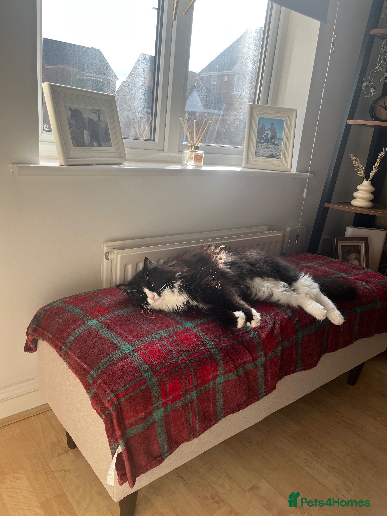 Mixed Breed cats Beautiful half Ragdoll Male  - Advert 1