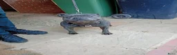 Staffordshire Bull Terrier dogs for sale: Beautiful Blue Staffordshire Bull Terriers  in Ledbury - Advert 6