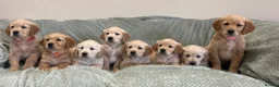 Golden Retriever dogs for sale: Quality Litter Of KC Reg Golden Retriever Puppies  in Faringdon - Advert 9