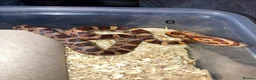 Corn Snake reptiles for sale: Very Tame Baby corn snakes - Advert 4