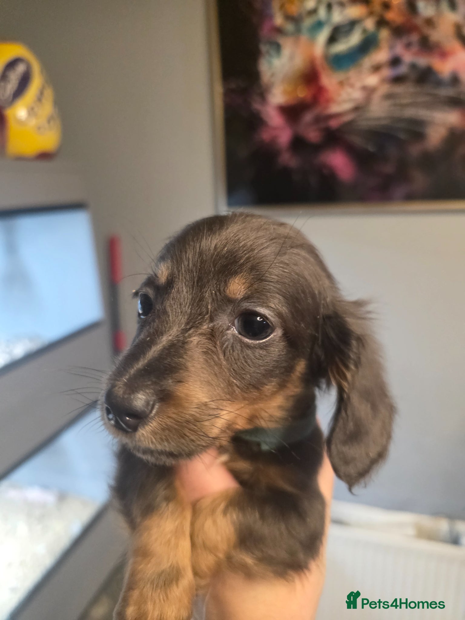 Miniature Dachshund dogs Long Haired Miniature Dachshund Puppies - Advert 6