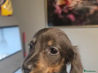 Miniature Dachshund dogs Long Haired Miniature Dachshund Puppies - Advert 6