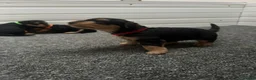 Airedale Terrier dogs for sale: Airedale Terrier Puppies in Cambridge - Advert 12