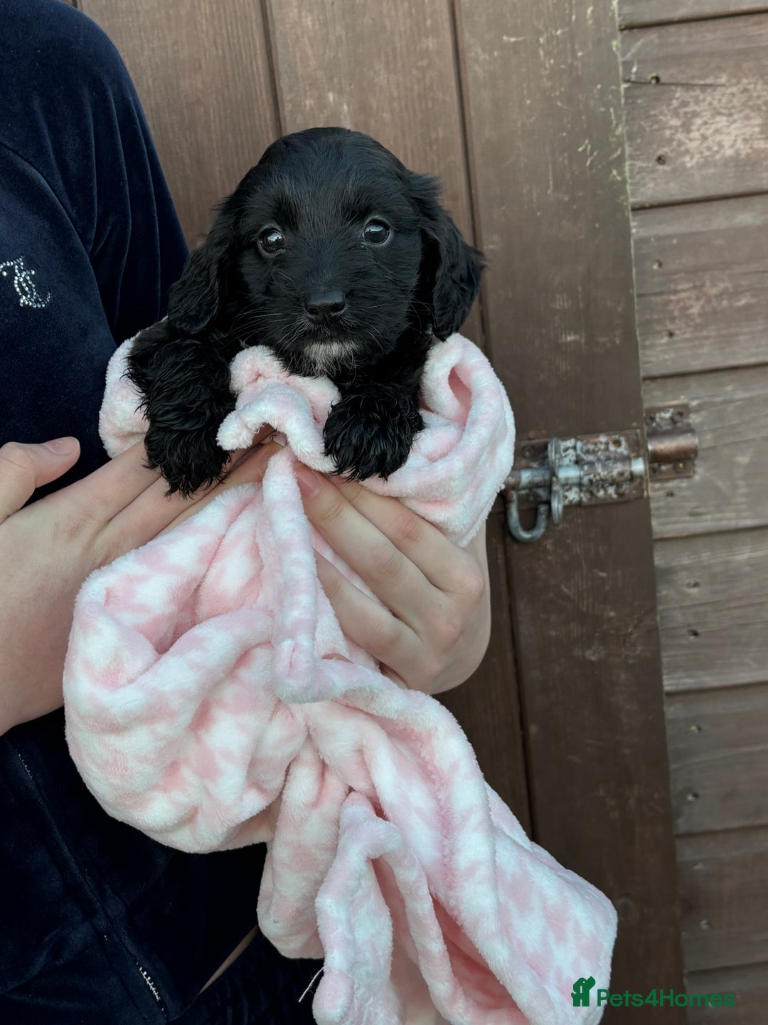Cockapoo dogs for sale: 🎅Beautiful Cockapoo puppies🐶 - Advert 3