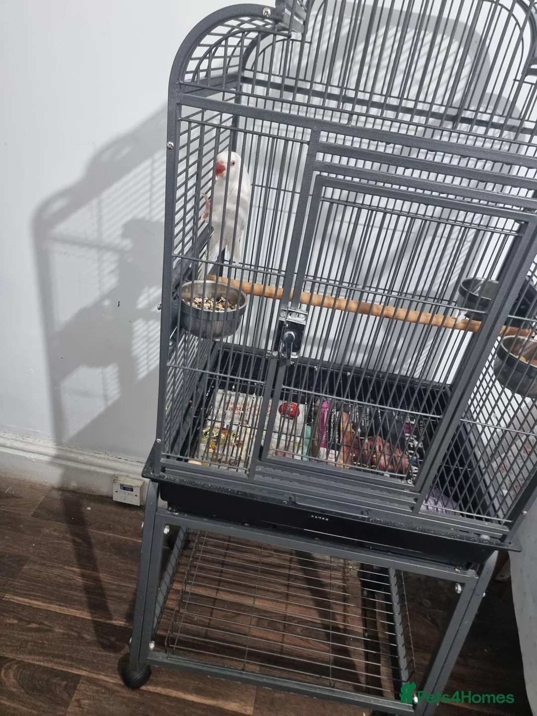 Ringnecks birds for sale: Beautiful rare Albino ringneck talking parrot  - Advert 2
