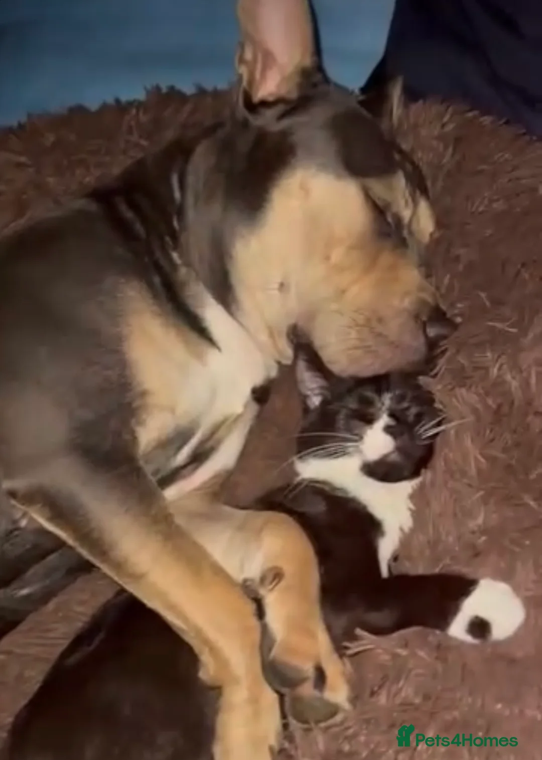 Mixed Breed cats for sale: Mixed breed cat - Advert 2