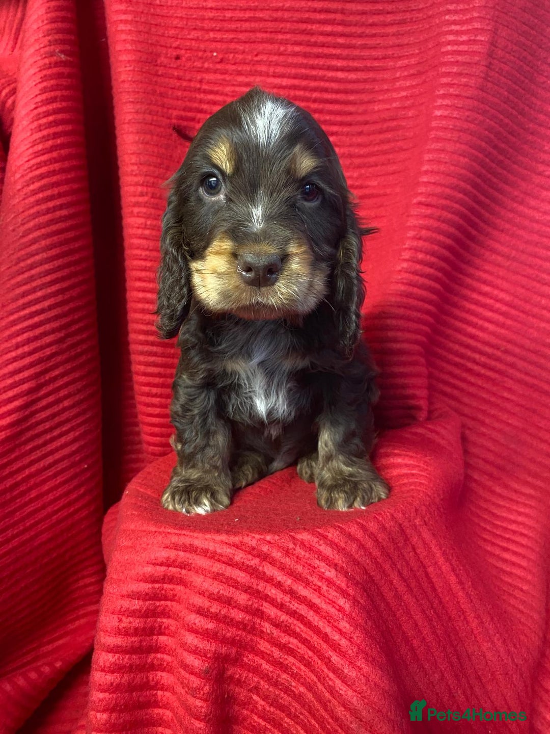 Cocker Spaniel dogs for sale: Kc show type puppies  - Advert 7