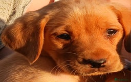 Labrador Retriever dogs for sale: Fox Red Labradors Ready now!!!! - Image 9
