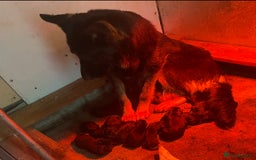 German Shepherd dogs for sale: German Shepherd Pups for Sale  - Image 10