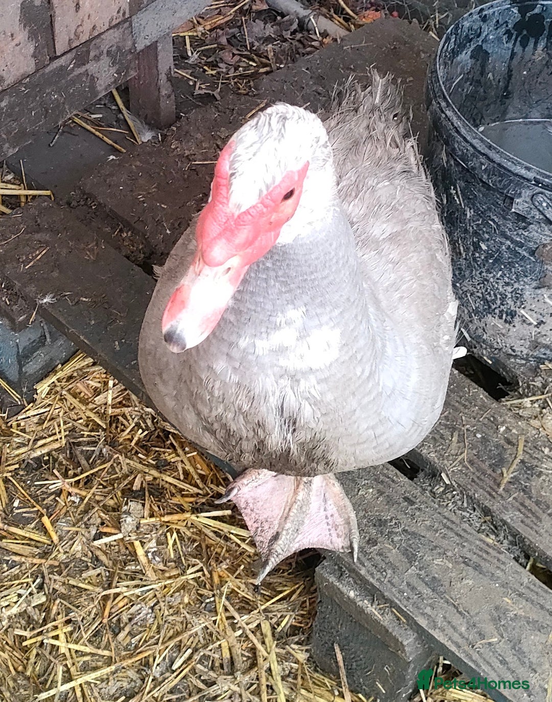 Ducks poultry for sale: Male Muscovy ducks for sale  - Advert 3