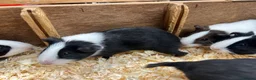 Guinea Pig rodents for sale: Dutch male/boar guinea pigs  - Advert 7
