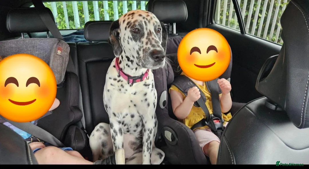 Mixed Breed dogs for sale: Dalmation / lab  in Corby - Advert 2