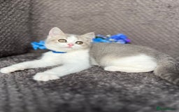 British Shorthair cats for sale: TICA registered British Shorthair kittens - Image 6