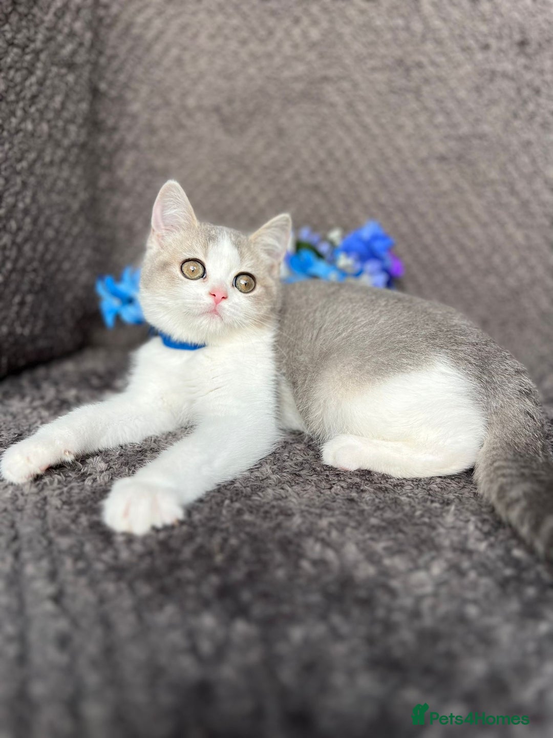 British Shorthair cats for sale: TICA registered British Shorthair kittens - Image 6