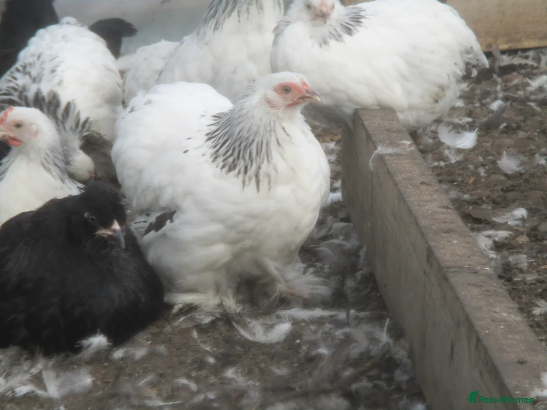 Chickens poultry for sale:  Colombian, silver/black Pekin Bantam pullets Aug/ - Advert 1