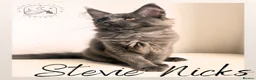 Maine Coon cats for sale: LARGE Stunning Solid Blue Maine Coon Kitten  - Advert 6