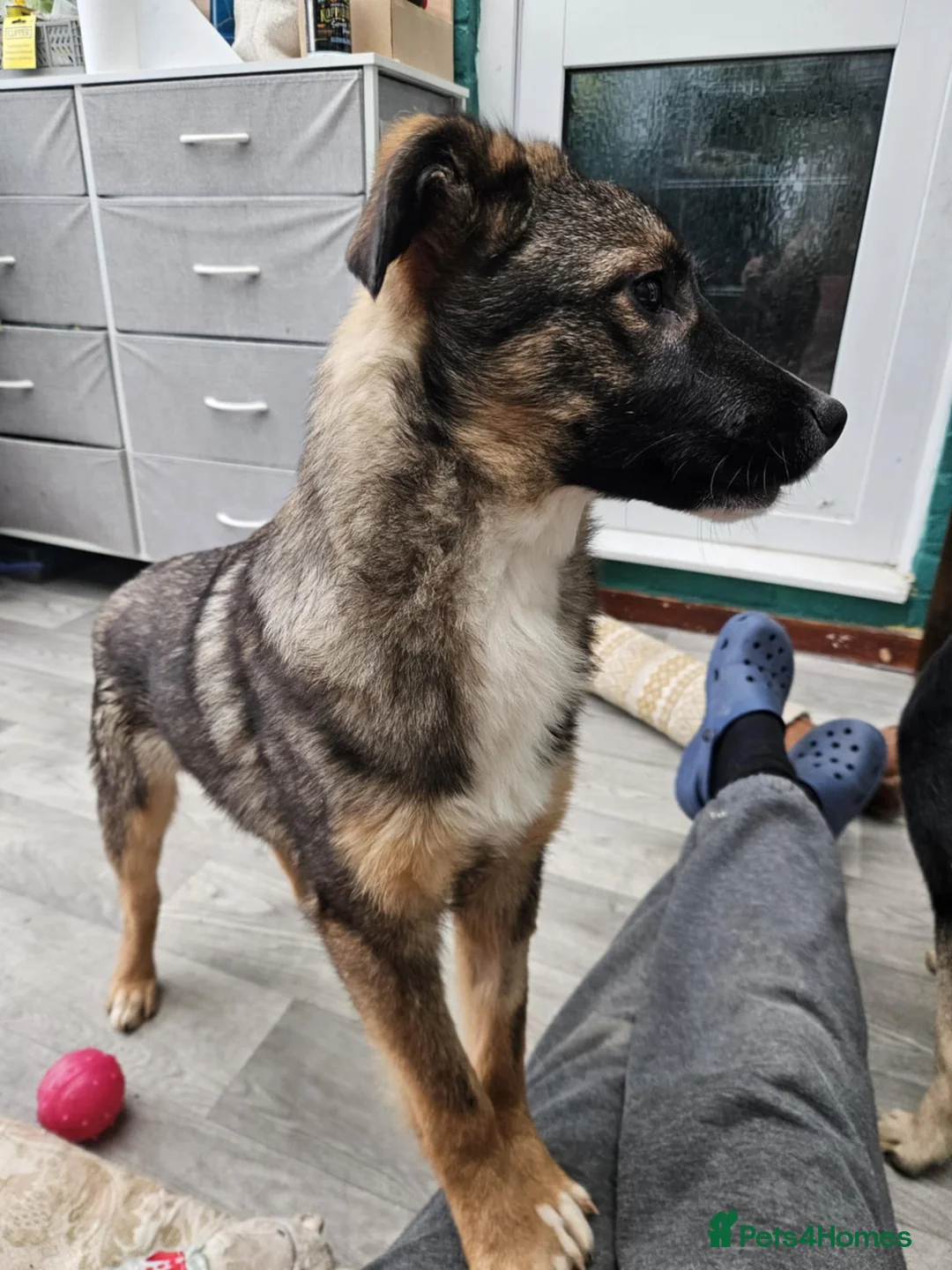 Mixed Breed dogs for adoption: Cute Colby for Adoption!  - Advert 4