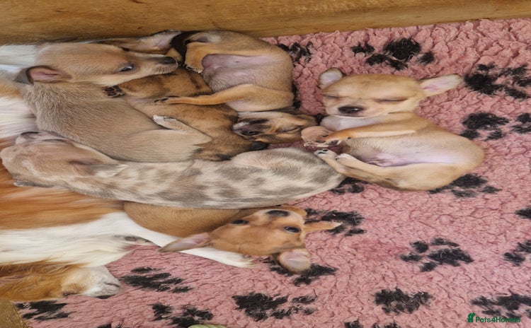 Chihuahua dogs - Advert 1