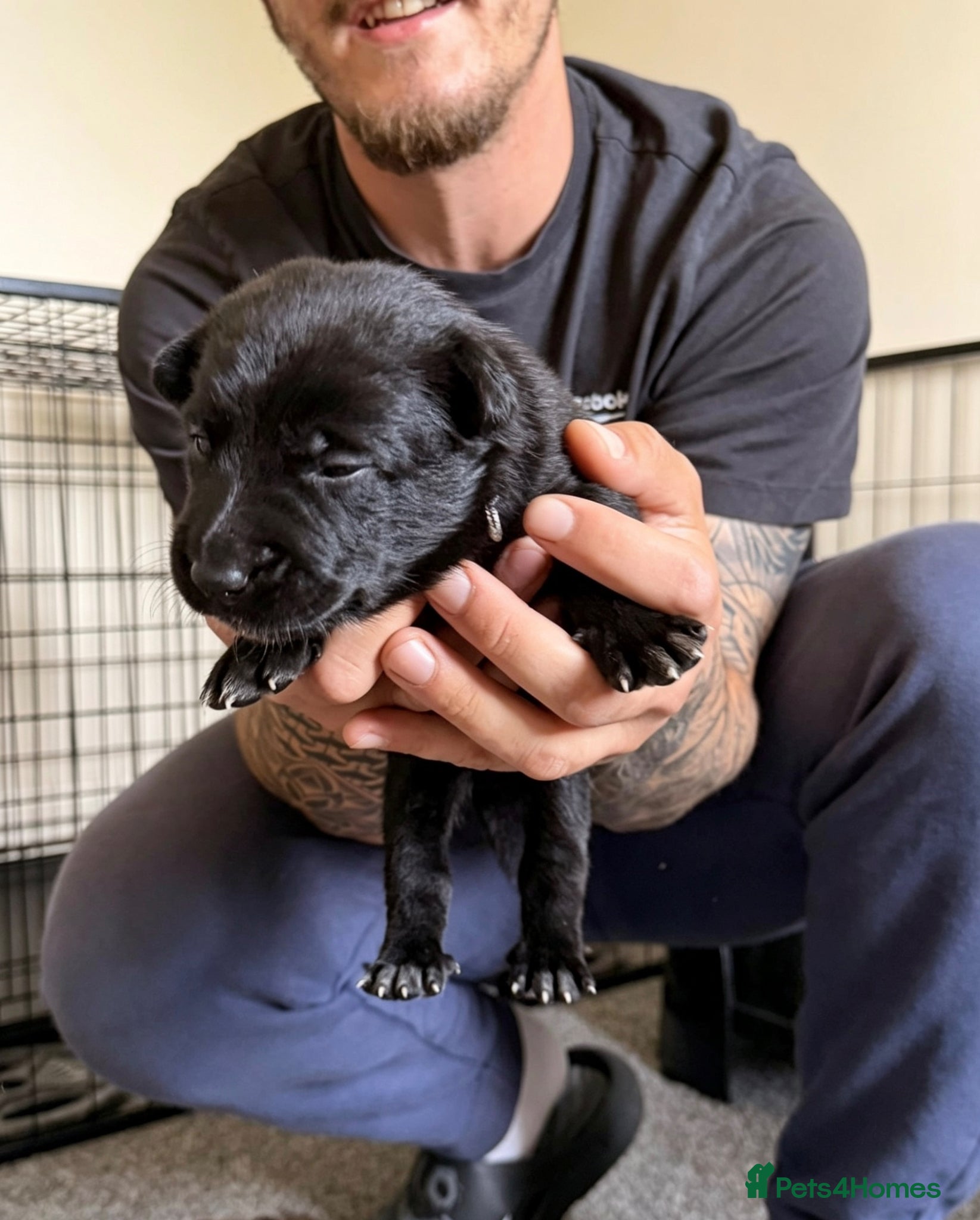 Belgian Shepherd Dog dogs Stunning Belgian Malinois Puppies  - Advert 2