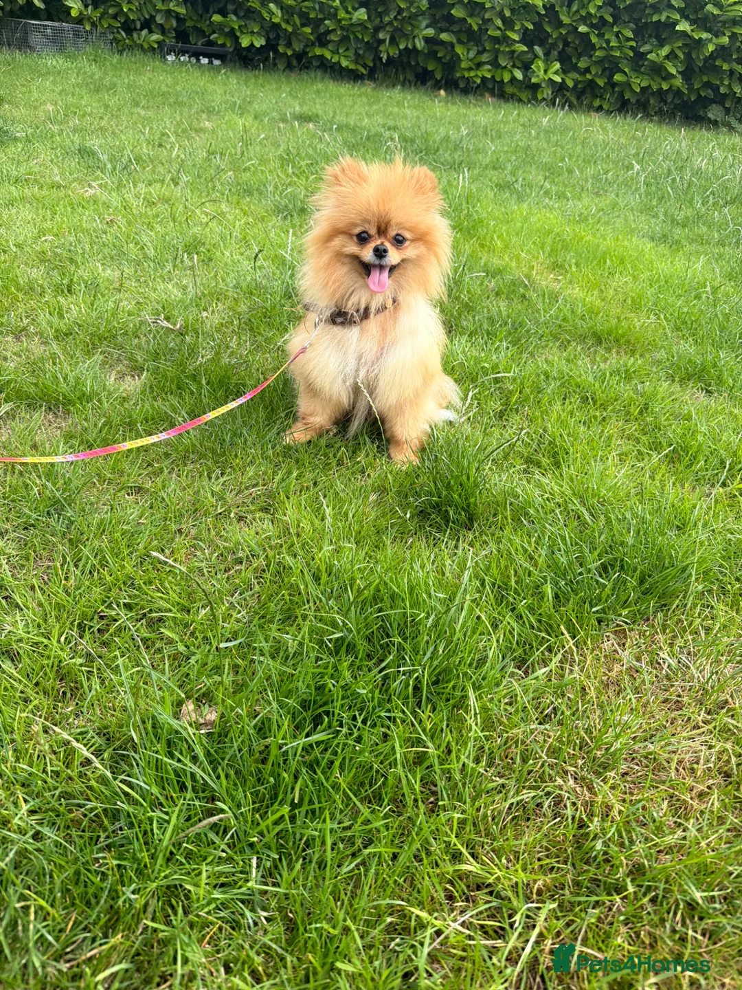 Pomeranian dogs for sale: Beautiful Male & female Pomeranian  - Advert 2