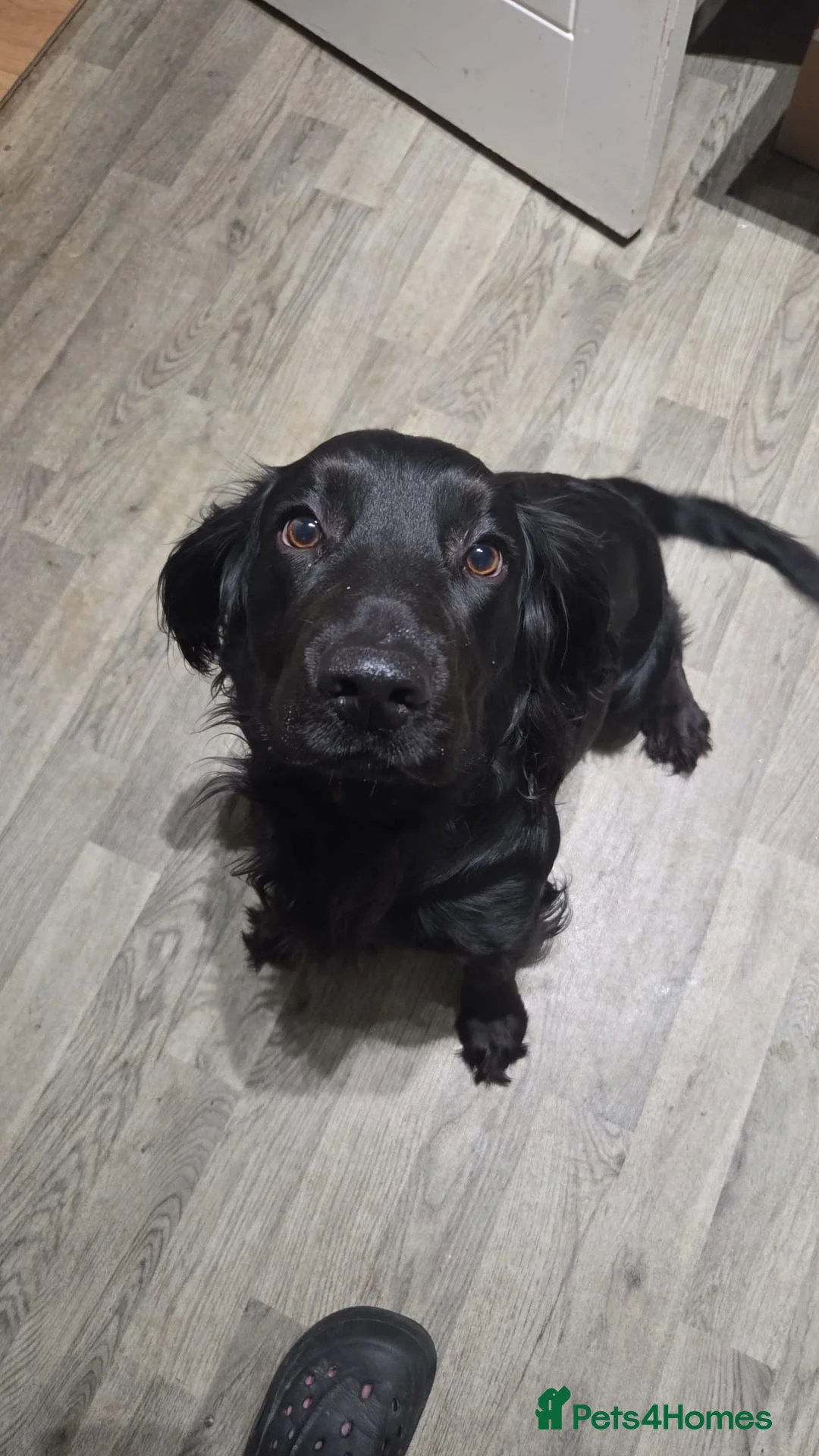 Sprocker dogs for sale: Male sprocker for sale - Advert 1