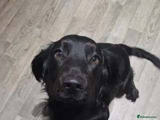 Sprocker dogs Male sprocker for sale - Advert 2