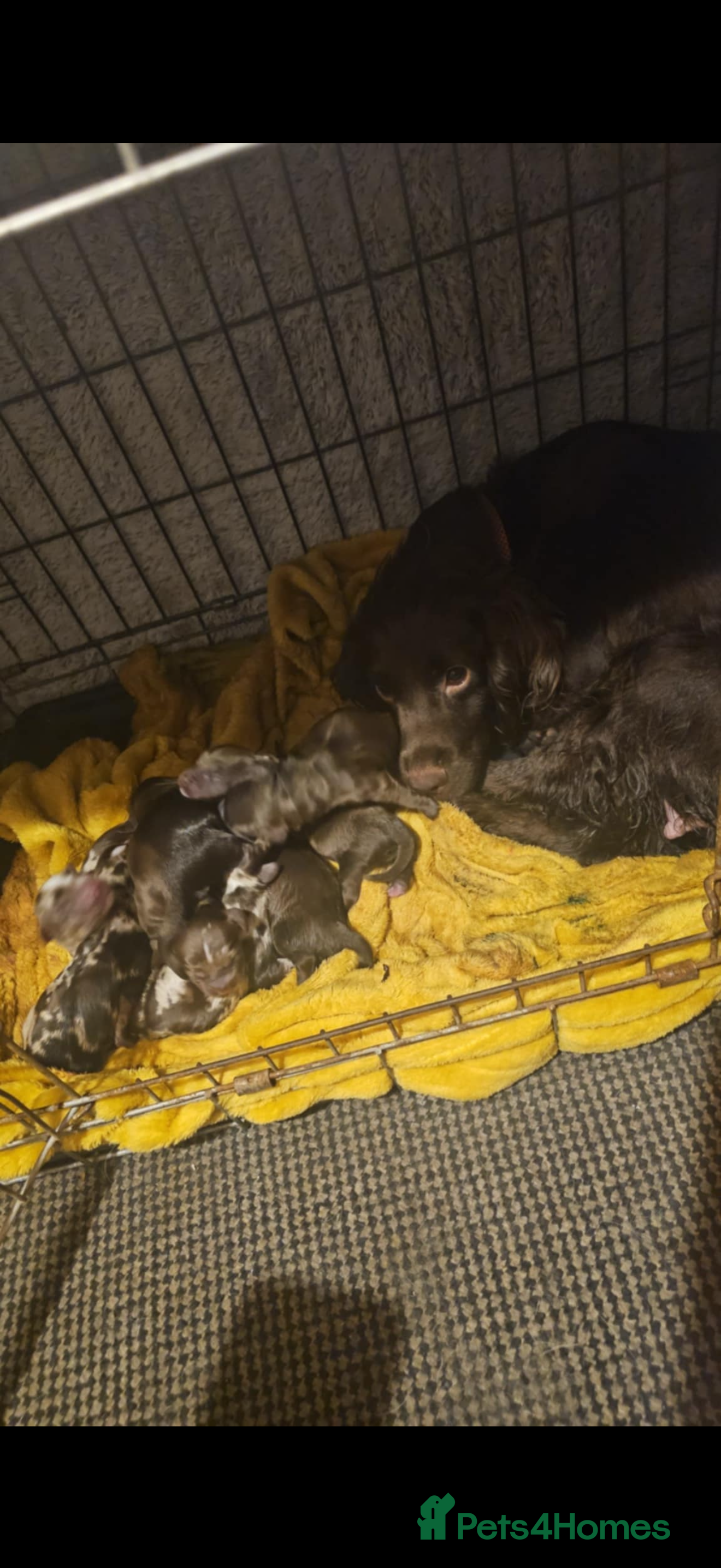 Cocker Spaniel dogs Cocker spaniel boys! - Advert 1