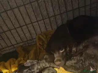 Cocker Spaniel dogs Cocker spaniel boys! - Advert 2