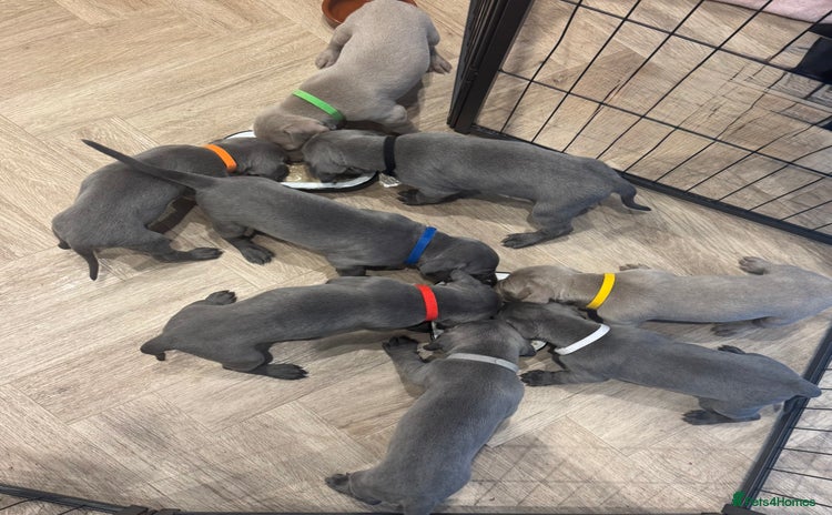 Weimaraner dogs - Advert 11