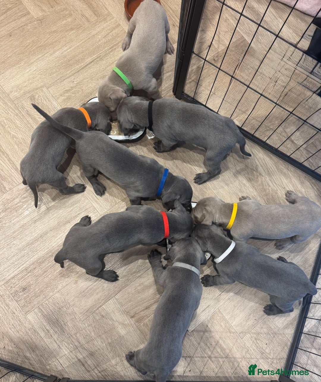 Weimaraner dogs for sale: 🐾 KC Weimaraners, ready now 🐾  - Advert 3