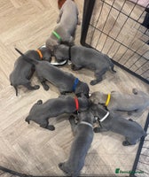 Weimaraner dogs 🐾 KC Weimaraners 🐾 - Advert 2