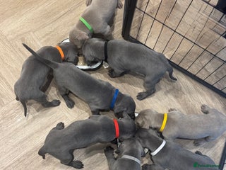 Weimaraner dogs - Advert 11