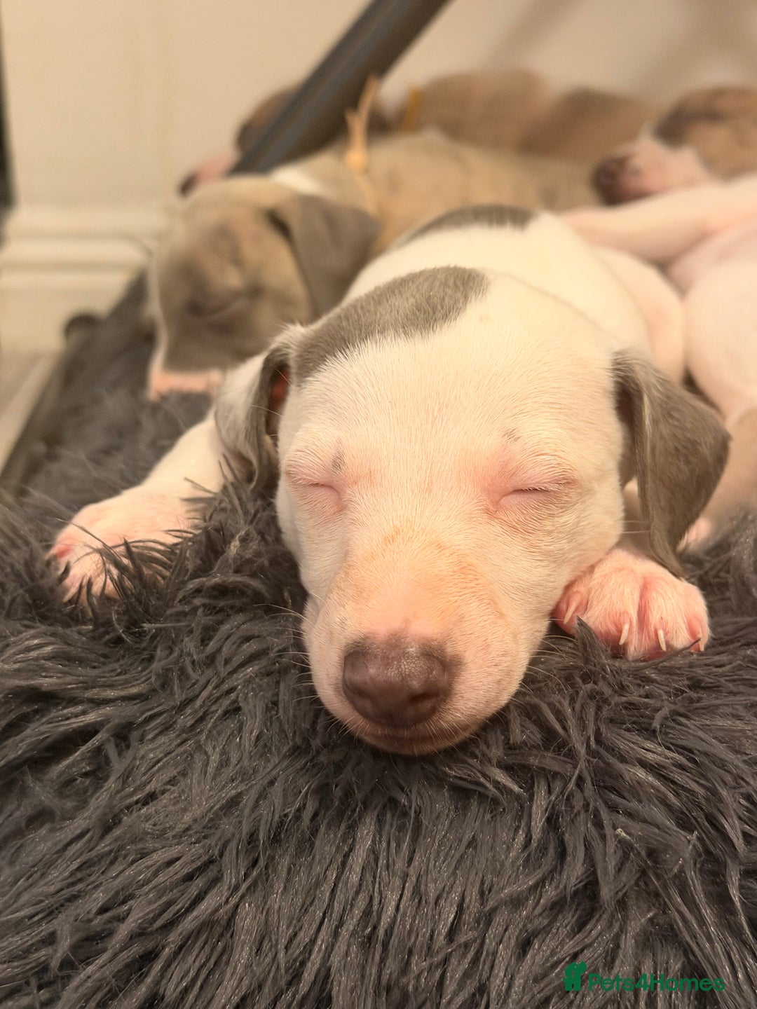 Whippet dogs for sale: KC Whippet puppies only 2 boys left  - Advert 17