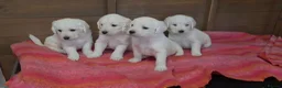 Labradoodle dogs for sale: Adorable labradoodle puppys  - Advert 1