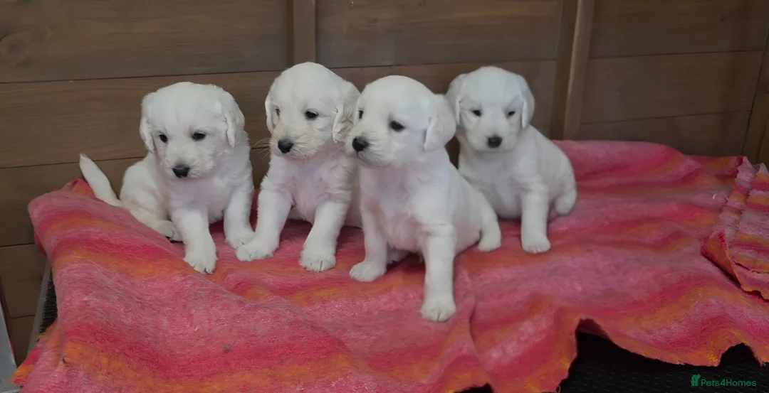 Labradoodle dogs for sale: Adorable labradoodle puppys  - Advert 1