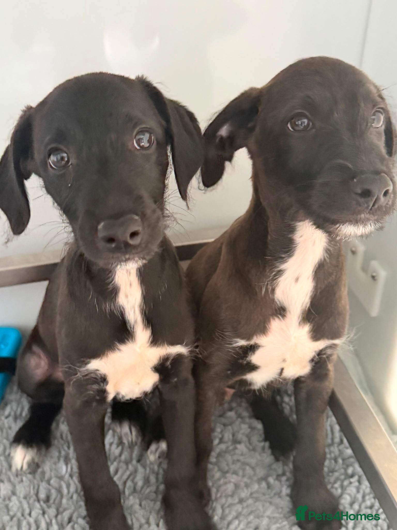 Mixed Breed dogs BEDDY  WHIPPET PUPS - Advert 1