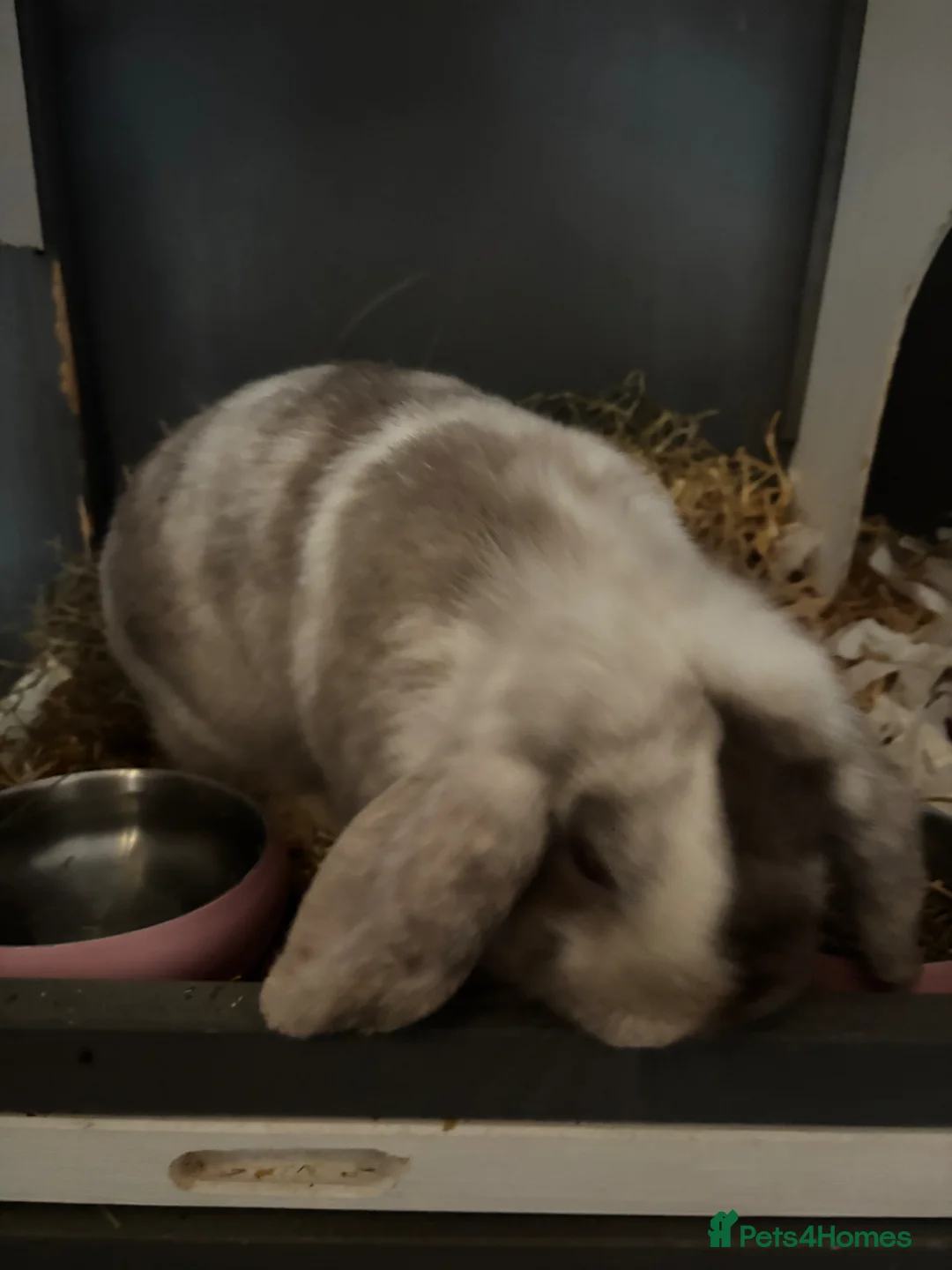 Mini Lion Lop rabbits for sale: Rabbit  - Advert 6