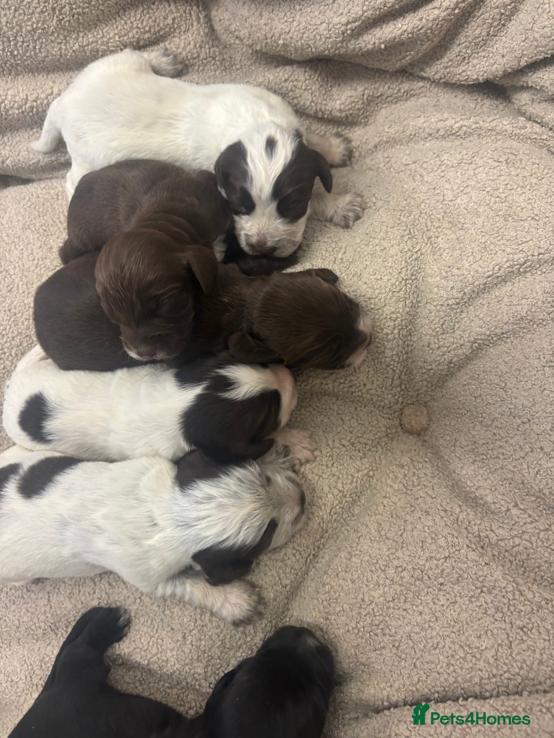 Cocker Spaniel dogs for sale: Cocker spaniel puppies  - Image 8