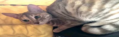 Delilah