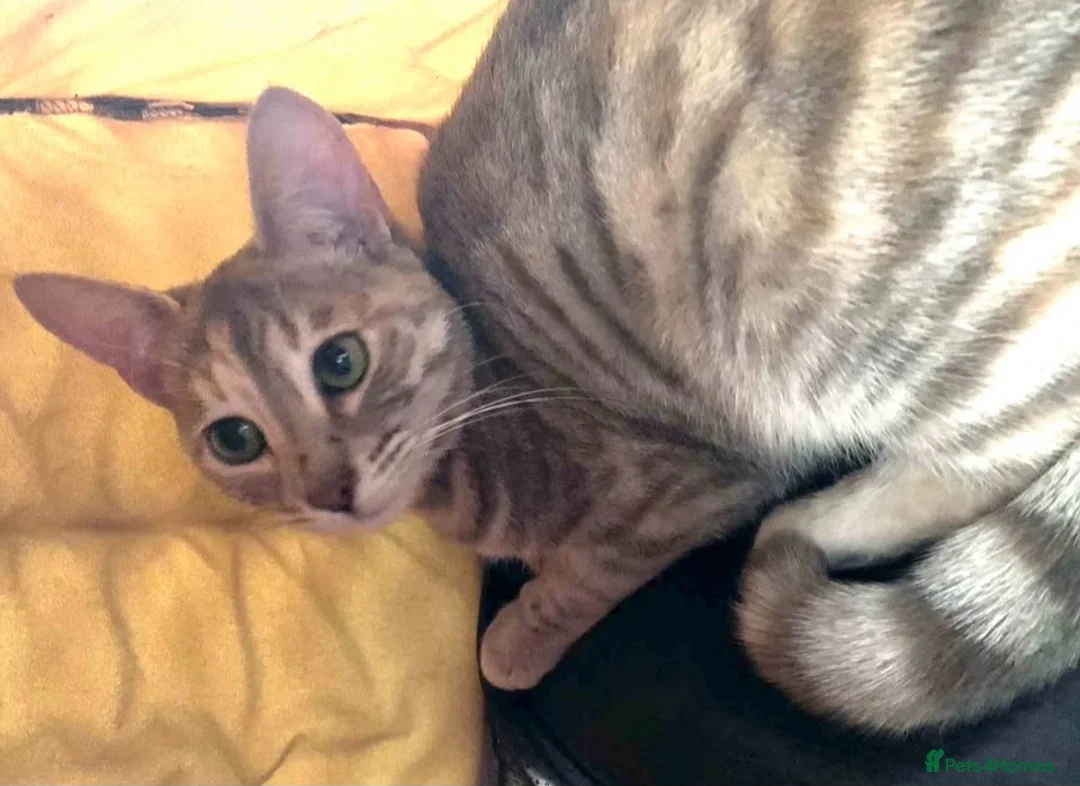 Mixed Breed cats for sale: Savannah X Bengal Urgent rehome - Advert 2